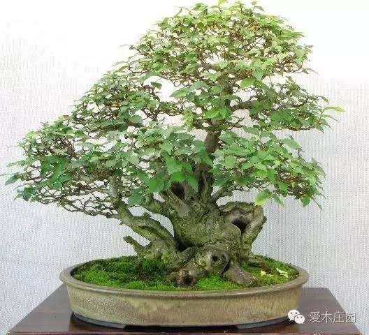 图解 榆树下山桩 10余年成盆景 7幅