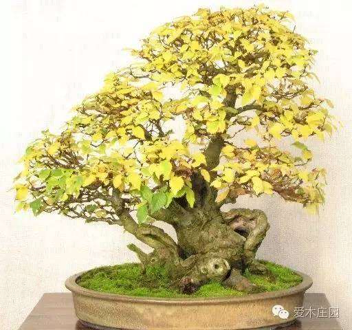 图解 榆树下山桩 10余年成盆景 7幅