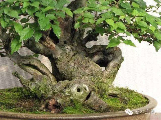 图解 榆树下山桩 10余年成盆景 7幅