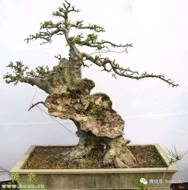 购买榆树盆景材料 该如何选桩