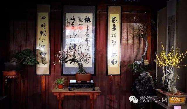 梅桩盆景造型 可以试下这2种方法