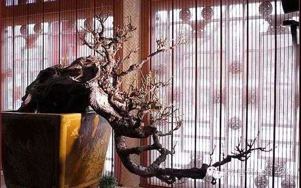 梅桩盆景造型 可以试下这2种方法