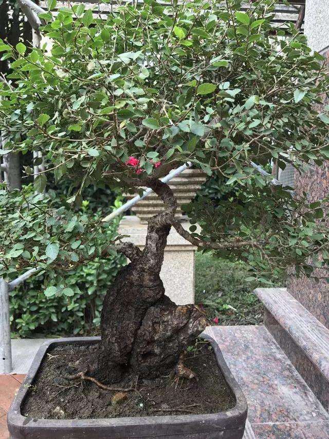 榆树盆景造型设计 舍利雕刻处理是重点