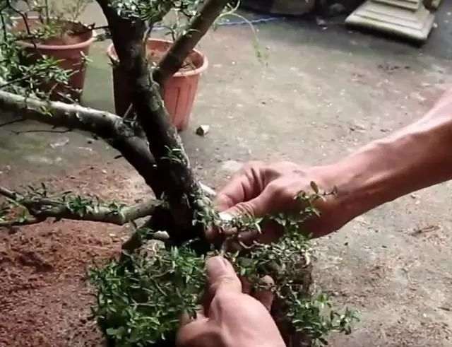 用榆树做盆景的小妙招 一起来看看吧