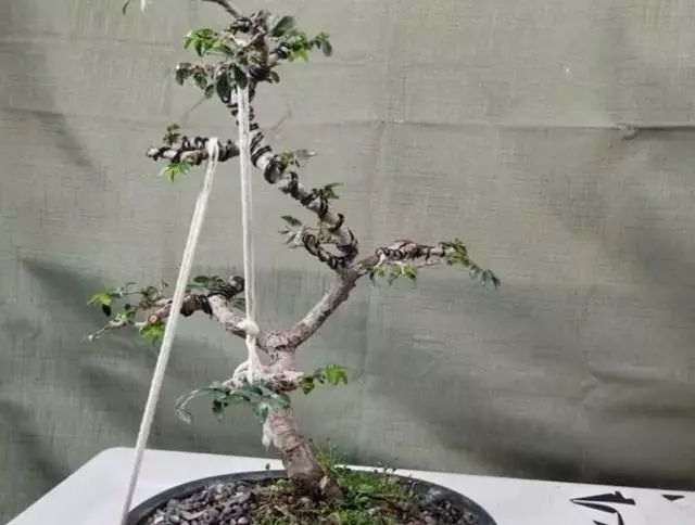 用榆树做盆景的小妙招 一起来看看吧