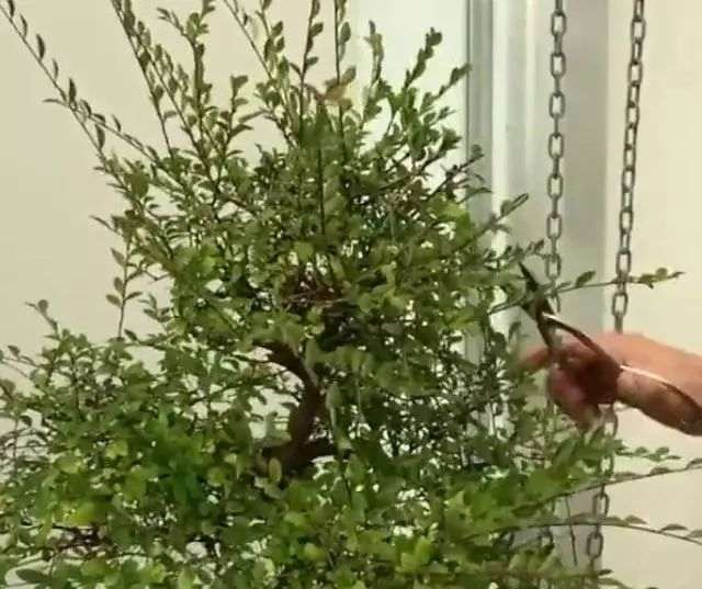 用榆树做盆景的小妙招 一起来看看吧