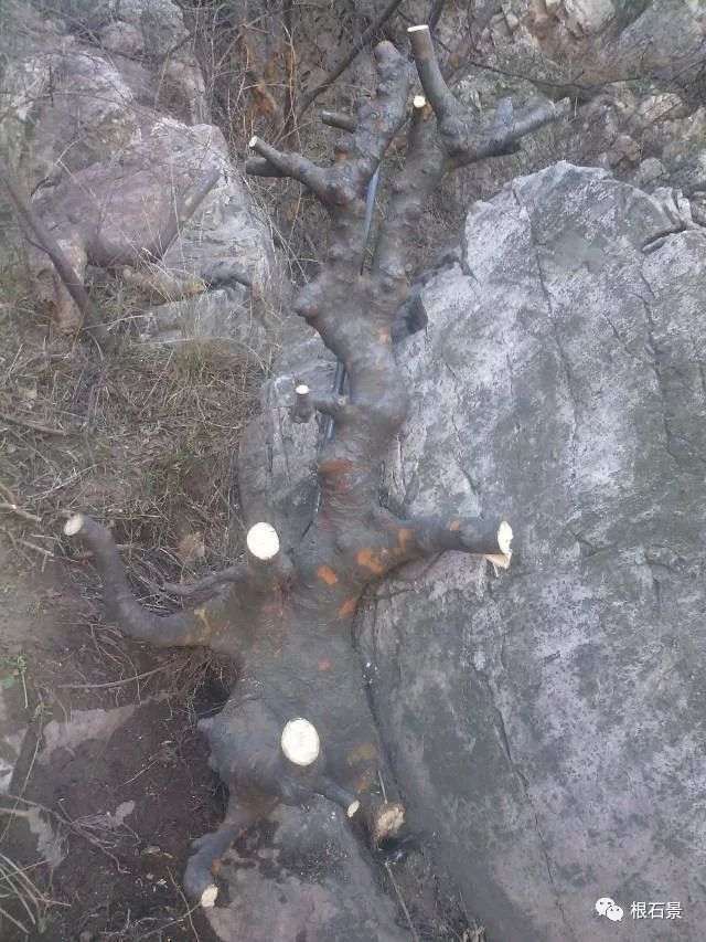 整了棵榆树下山桩来做盆景 大家看看