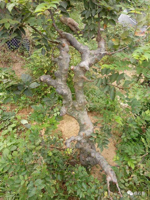 整了棵榆树下山桩来做盆景 大家看看