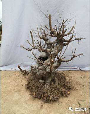 榆树盆景图解