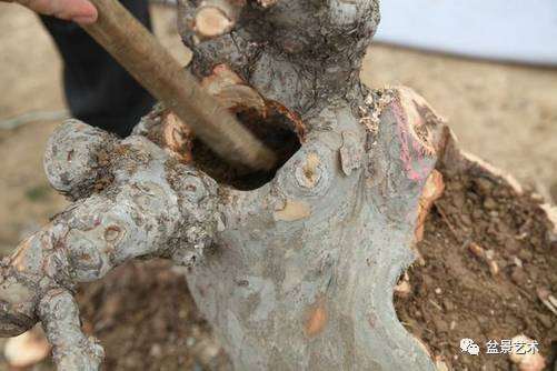 图解 王恒亮对榆树盆景的改做方法