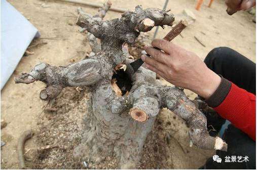图解 王恒亮对榆树盆景的改做方法