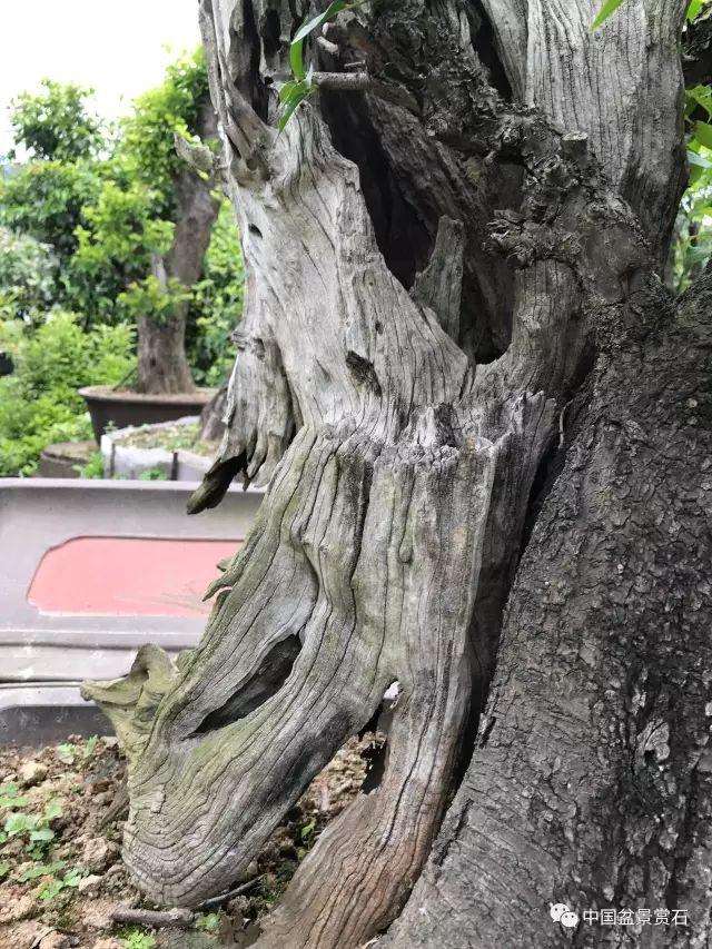 中国盆景艺术家协会第六届理事会理事 陈再米