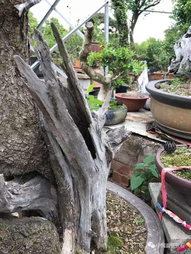 中国盆景艺术家协会第六届理事会理事 陈再米