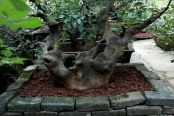 小院子 栽榆树大桩 青砖做盆景