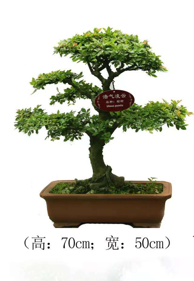 宜兴举办首届张阳盆景节