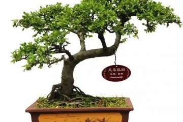 宜兴举办首届张阳盆景节