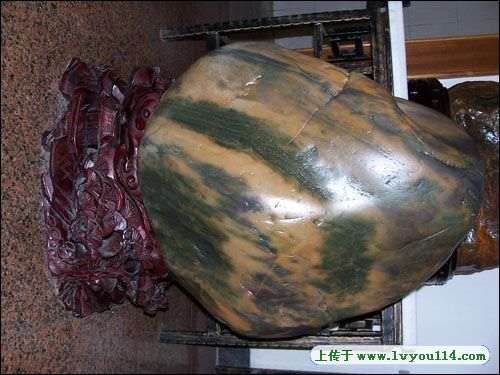 世界稀世盆景雅石将汇聚广东陈村