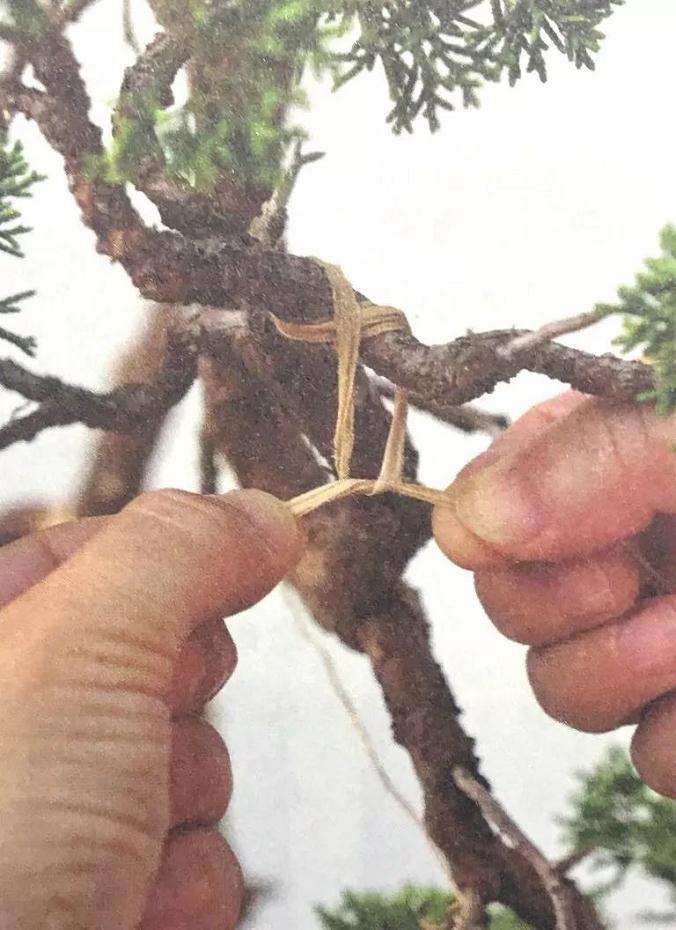 盆景枝干弯曲上翘的最好制作方法