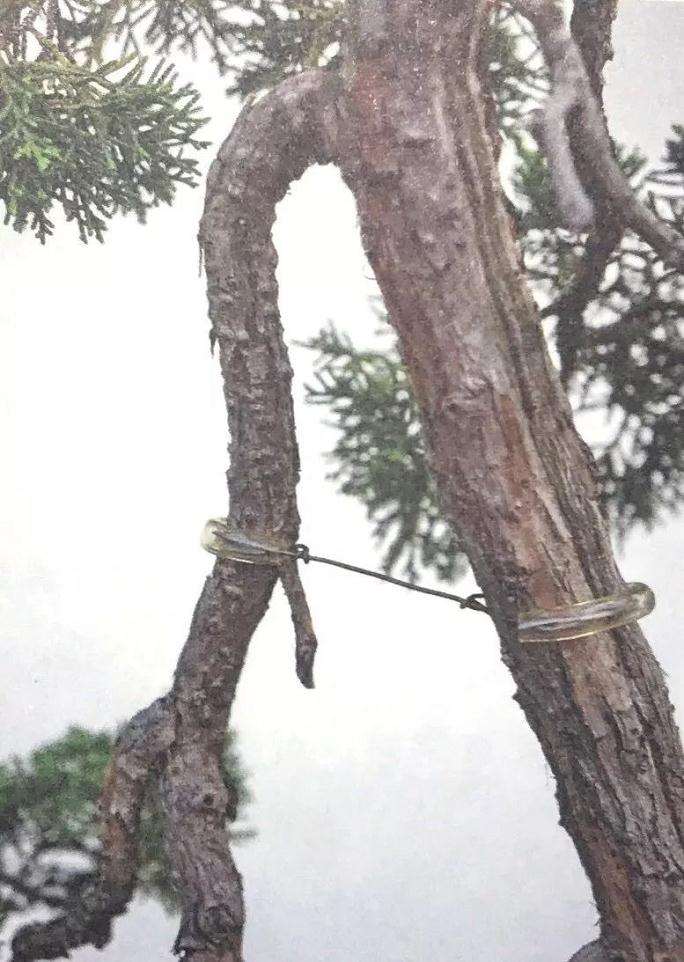 盆景枝干弯曲上翘的最好制作方法