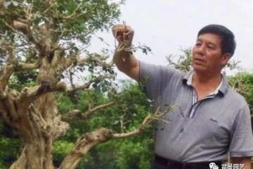 谢汉文老师写下的自己与盆景结缘的经历