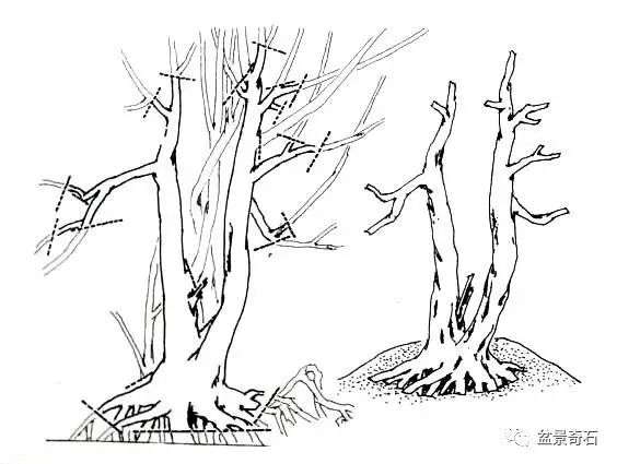 图解 雀梅双干式盆景的制作全过程 7幅