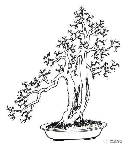 图解 雀梅双干式盆景的制作全过程 7幅