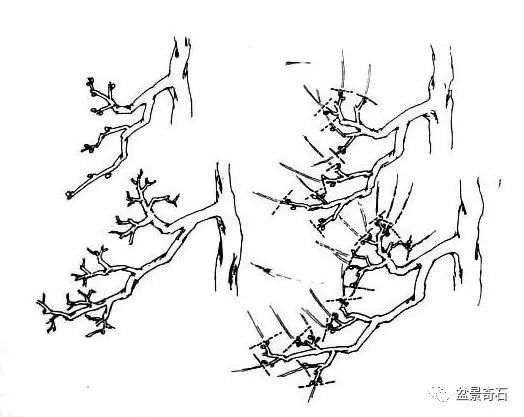 图解 雀梅双干式盆景的制作全过程 7幅