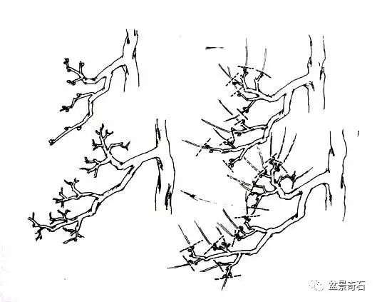 图解 雀梅双干式盆景的制作全过程 7幅