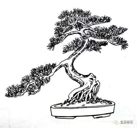 图解 罗汉松曲干式盆景的制作
