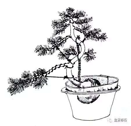 图解 罗汉松曲干式盆景的制作