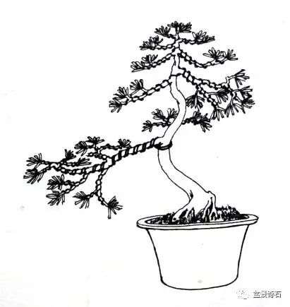 图解 罗汉松曲干式盆景的制作