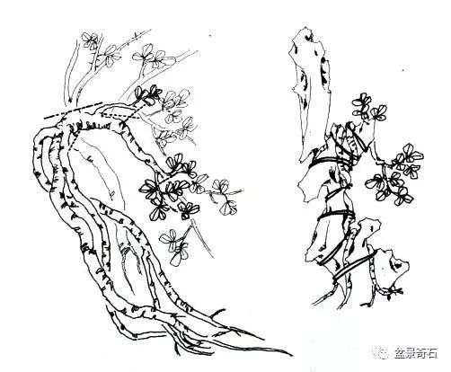 金雀附石式盆景的制作 
