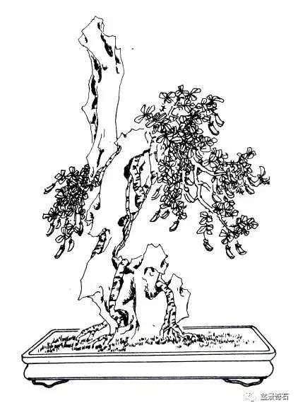 金雀附石式盆景的制作 