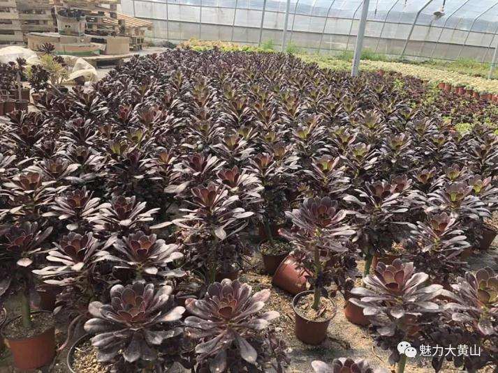 小盆景闯出大市场 年收入180余万元