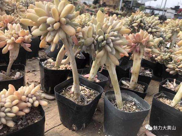 小盆景闯出大市场 年收入180余万元