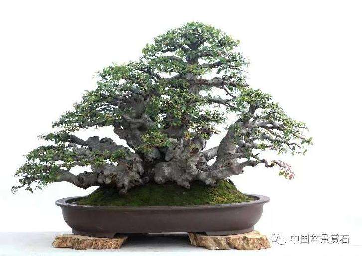 榔榆盆景作品的成长历程