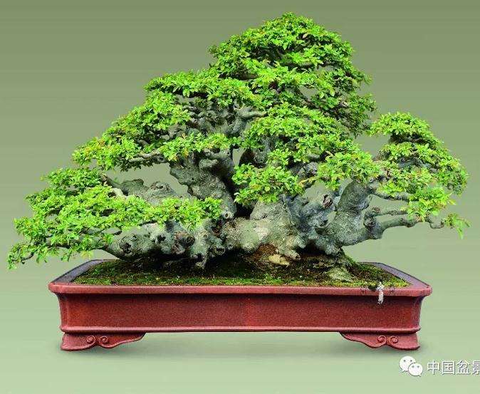 榔榆盆景作品的成长历程