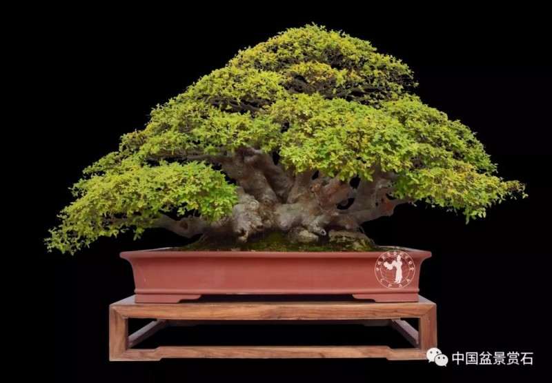 图解 榔榆盆景作品怎么成长的7个过程