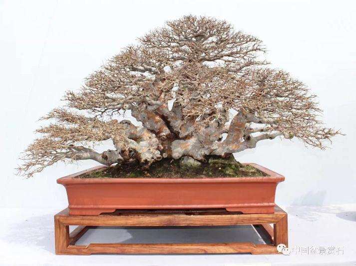 榔榆盆景作品的成长历程