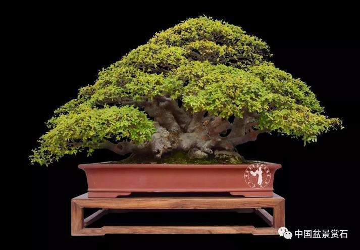 图解 榔榆盆景作品怎么成长的7个过程