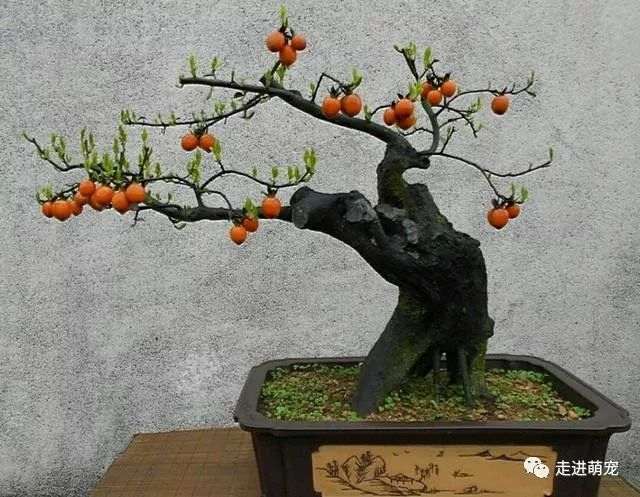 金弹子盆景在第一年长出的新枝不要修剪