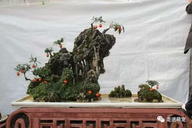 金弹子盆景修剪越勤 发的新枝条越细