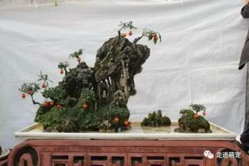 金弹子盆景修剪越勤 发的新枝条越细