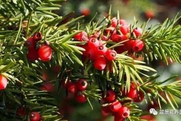 红豆杉盆景干旱缺水和光照过强 该怎么办？