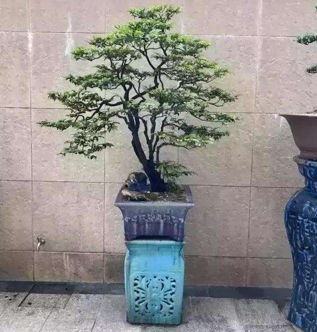 如何做好盆景造型设计中的摘心?