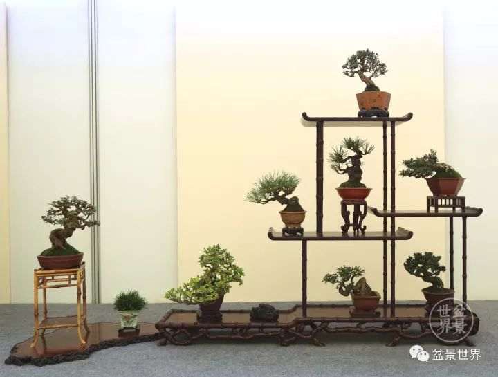 如何做好盆景修剪制作中的抹芽工作