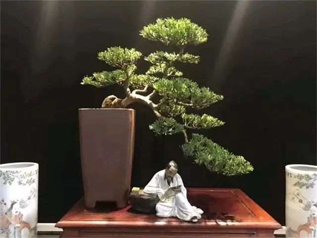 罗汉松盆景最喜欢的就是疏松肥沃的土壤