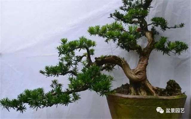 制作盆景技巧的3个基础知识