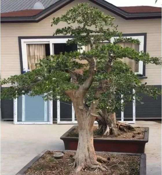 夏季高温季节 给黄杨盆景浇水 宜在早晚进行