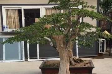 夏季高温季节 给黄杨盆景浇水 宜在早晚进行